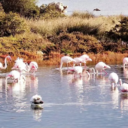Flamingo Nest Quiet Mediteranean Retreat, Lejlighed Olbia